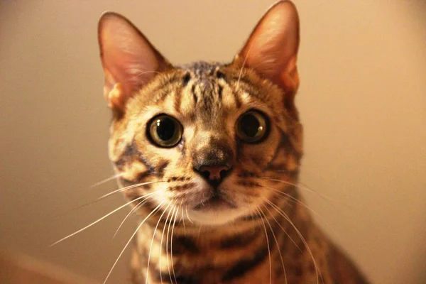 Portrait de chat du Bengale. museau repéré chat. la tête d'un chat, tigre peinture prédateur — Photo