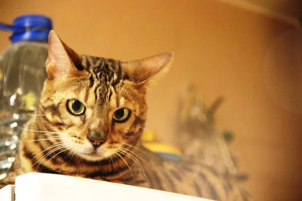 Museau repéré chat. la tête d'un tigre chat. les yeux d'un prédateur. Portrait de chat du Bengale — Photo