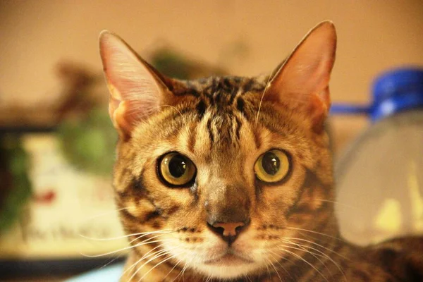 Portrait de chat du Bengale. Museau repéré chat, gros plan. la tête d'un tigre chat. prédateur des yeux — Photo