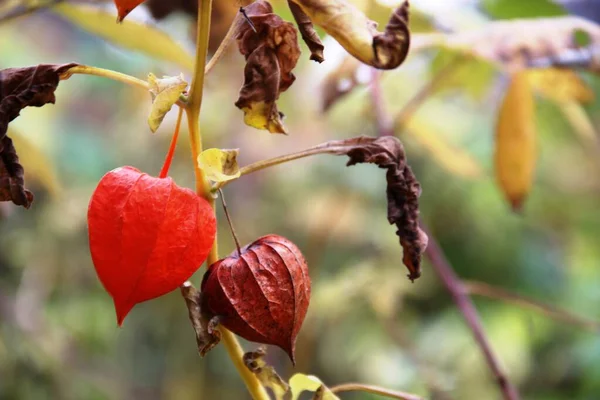 Physalis alkekengi. Linternas chinas flor y fruta en el tallo. naranja cajas-campanas de physalis en un cálido día de otoño . — Foto de Stock