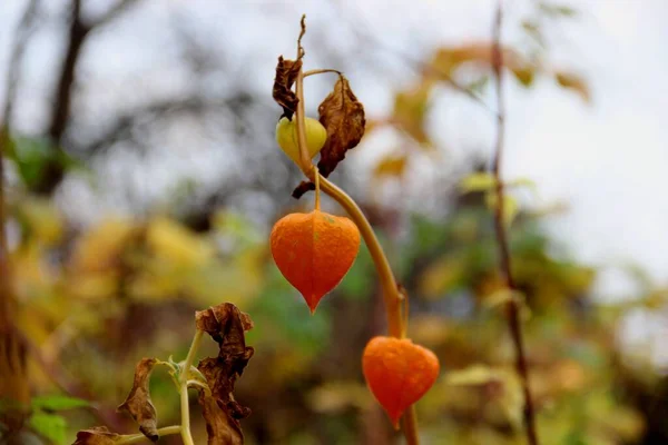 Physalis naranja en un cálido día de otoño. Physalis alkekengi. Linternas chinas flor y fruta en tallo . — Foto de Stock
