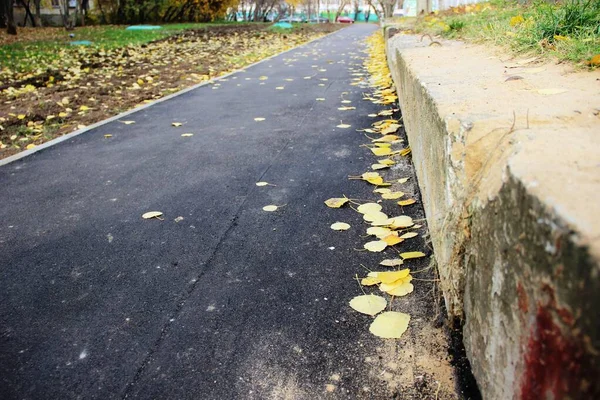 Asphalt walking path. autumn urban landscape, a black asphalt track. yellow leaves of aspen, birch — Stock Photo, Image