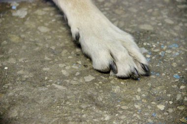 Gri arka planda büyük bir köpeğin ön pençesi