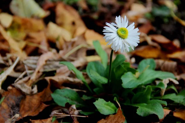 Bílá květina Daisy mezi podzimními spadlými listy — Stock fotografie