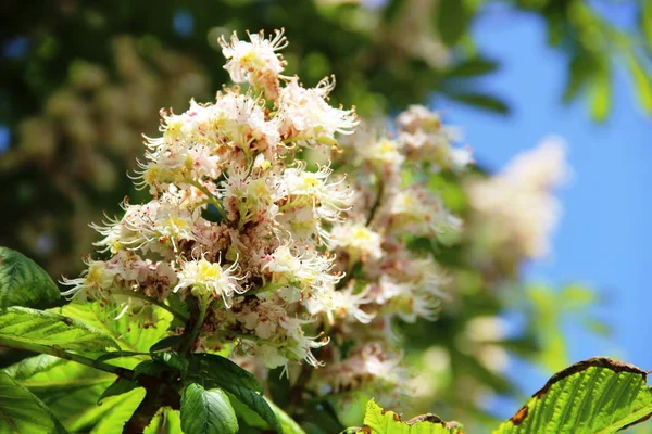 Bloeiende kastanje. witte bloemen van een bloeiende kastanjeboom tegen een achtergrond van blauwe lucht. — Stockfoto