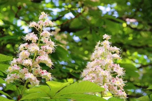 Blooming chestnut. white flowers blooming chestnut against a backdrop of green foliage. concepts of spring flowering and Allergy — ストック写真