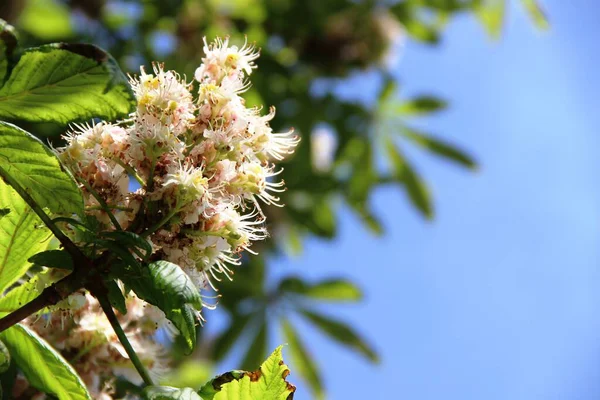 Blooming chestnut. white flowers blooming chestnut against a backdrop of blue sky. concepts of spring flowering and Allergy — ストック写真