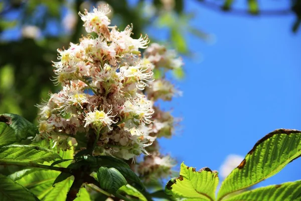 Flowering chestnut. white flowers blooming chestnut against a backdrop of blue sky. — ストック写真