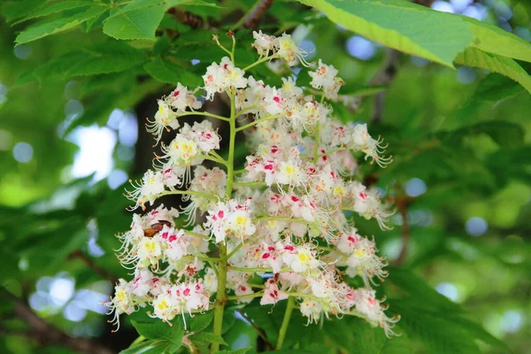 Flowering chestnut. white flowers blooming chestnut against a backdrop of green foliage. — ストック写真