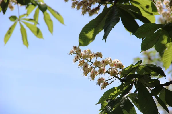 Bloeiende kastanje. witte bloemen bloeiende kastanje tegen een achtergrond van blauwe lucht. — Stockfoto