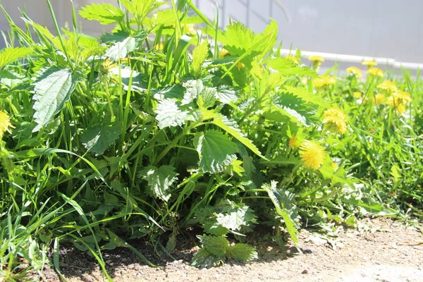 Gele paardebloemen in groen gras. — Stockfoto