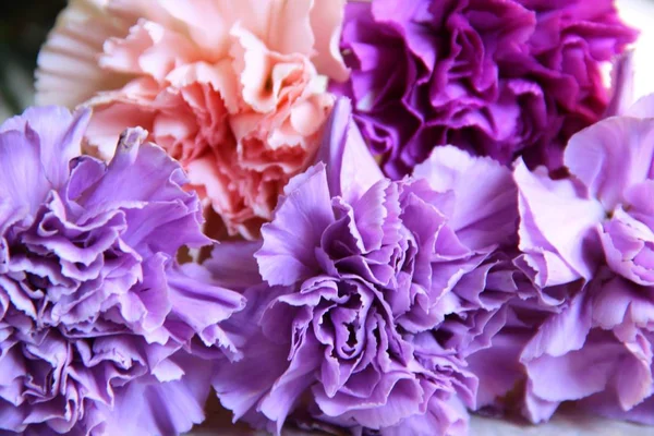 Clous de girofle lilas, violet, rose et mauve. Cinq oeillets dans des tons violets Images De Stock Libres De Droits