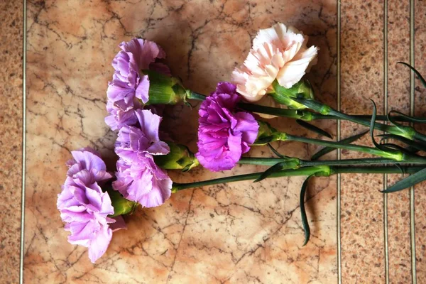 Cinco claveles en tonos violeta. Flores de color lila, púrpura, rosa y malva . — Foto de Stock