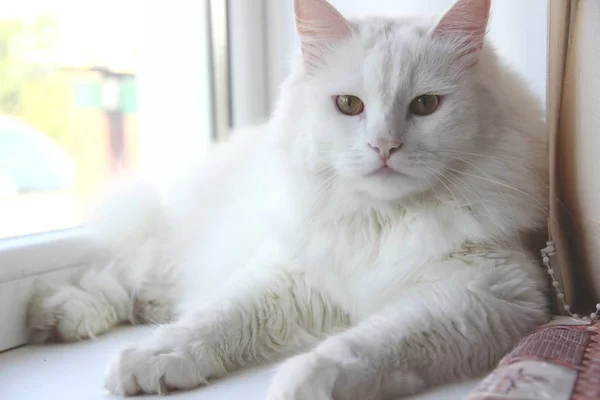 Chat blanc se trouve sur le rebord de la fenêtre. Chat blanc neige — Photo