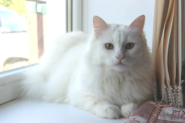 Chat blanc neige. chat blanc se trouve sur le rebord de la fenêtre . — Photo