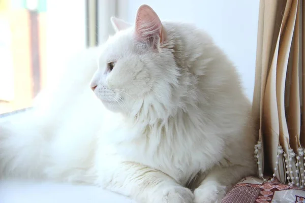 Chat moelleux blanc sur la fenêtre. Portrait de profil latéral — Photo