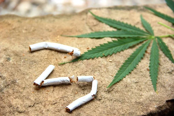 Cigarrillos rotos y hoja de marihuana verde en la piedra. Concepto detener las drogas. cigarrillos rotos y hoja verde de cáñamo. Problemas con la hoja de cannabis — Foto de Stock