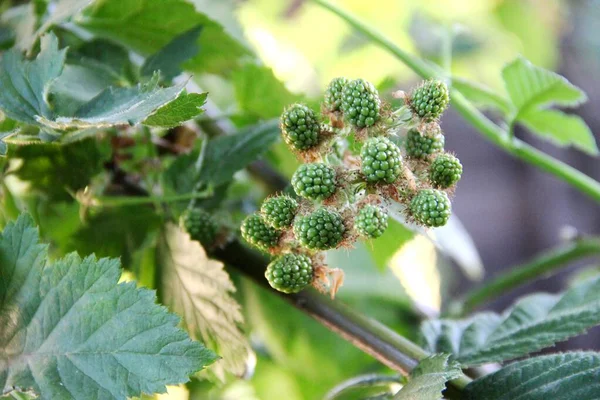 Onrijpe, groene frambozen in groen blad. Groene frambozenbes. Plantentuin — Stockfoto