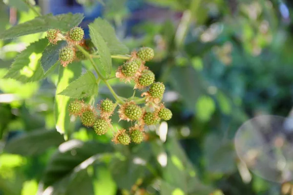 Veel Onrijpe Groene Frambozen Groen Blad Plantentuin Selectieve Focus Groene — Stockfoto