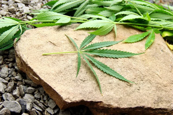 Cannabis leaf natural narcotic sedative medicinal herbs. Lots of green hemp leaf. concept of medicinal herbs. marijuana — Stock Photo, Image