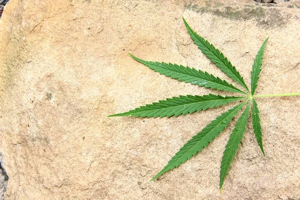 marijuana - green hemp leaf. concept of medicinal herbs. Cannabis leaf natural narcotic sedative medicinal herbs. 