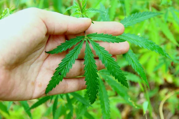 Una Mano Hoja Verde Inflorescencia Marihuana Silvestre Adicción Las Drogas — Foto de Stock