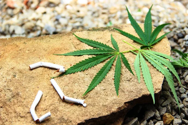 Hojas Cannabis Sativa Silvestres Piedra Cigarrillos Rotos Enfoque Selectivo Dejar — Foto de Stock