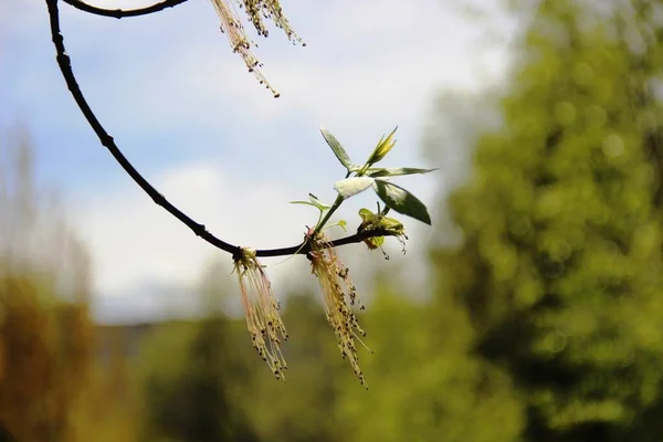 송이송이 열매맺힌 딸하나 무가운데있노라. 아스 펜은 숲 과푸른 하늘을 배경으로 한다. — 스톡 사진
