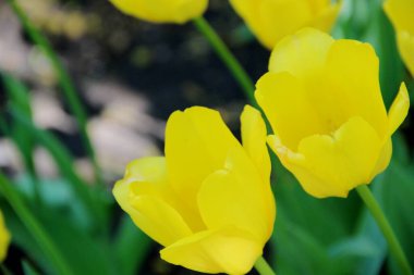 Çiçek tarlasında parlak sarı laleler. 