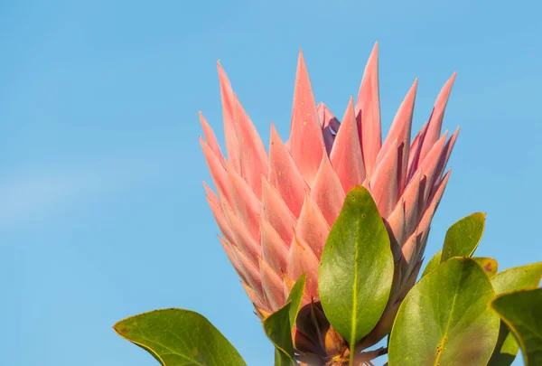 Plante à fleurs protea cynaroides — Photo