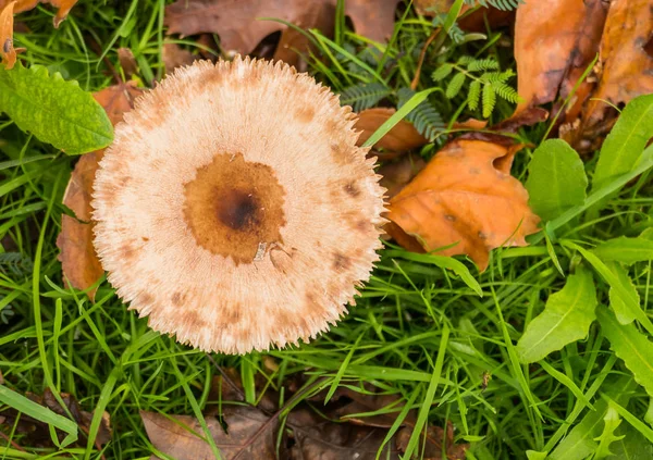 Fungus deathcap amanita phalloides — Stock Photo, Image