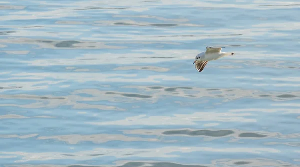 Υδροκολοσσός Minutus Little Gull Που Πετά Πάνω Από Θάλασσα — Φωτογραφία Αρχείου