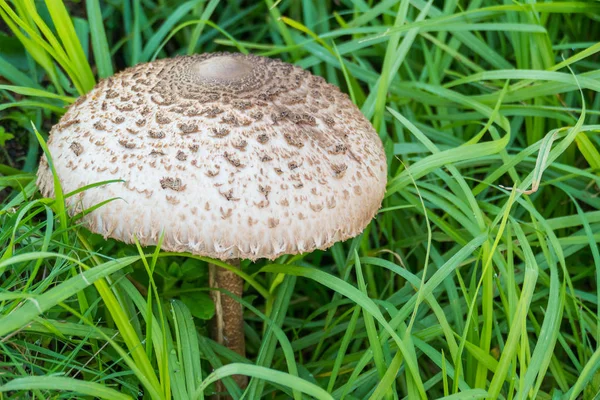 Macrolepiota procera  the parasol mushroom — Stock Photo, Image