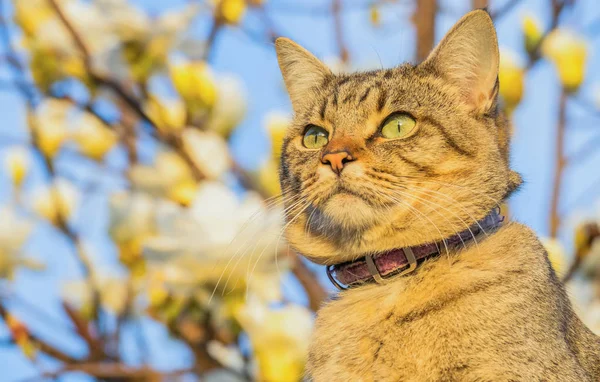 Кіт на відкритому повітрі з сонячним світлом — стокове фото