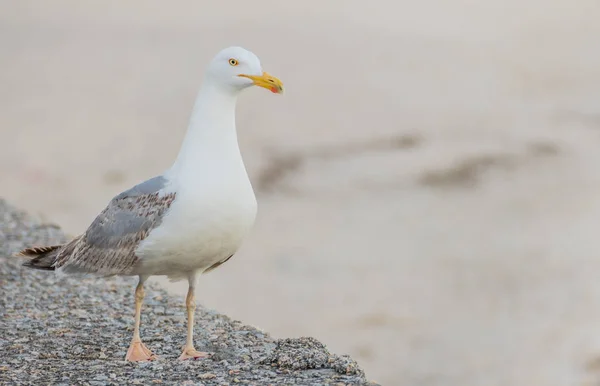 Seagull on the dock laridae — Stock Photo, Image