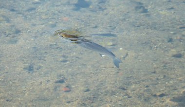 Düz başlı balık, gri kefal, kafatası. 