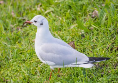 Kuş bonapartes martı kroicocephalus philaPhiladelphia