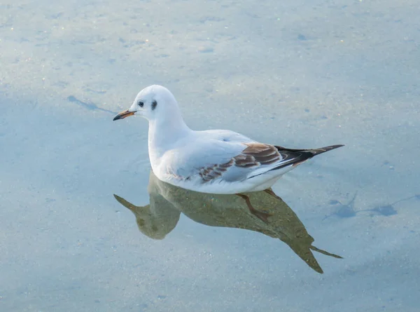 Ave bonapartes gaivota chroicocephalus philadelfia natação — Fotografia de Stock