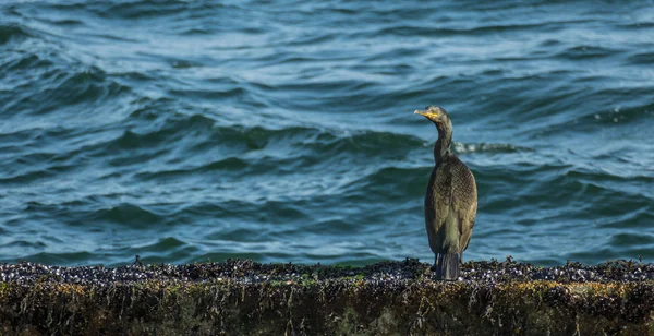 Cormorán en la orilla del mar phalacrocorax carbo phalacrocoracidae — Foto de Stock