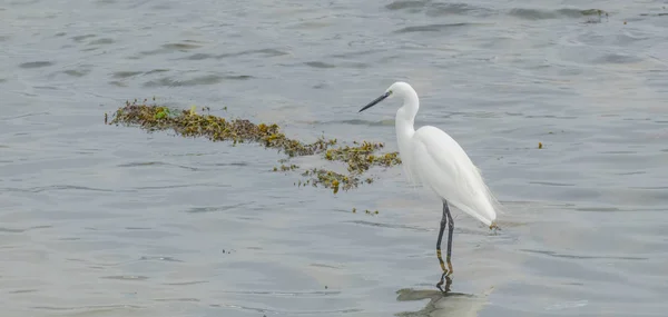 Egret egretta garzetta στην παραλία — Φωτογραφία Αρχείου