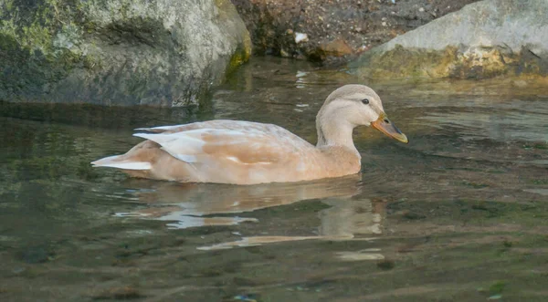 Duck saxony anas platyrynchos swiing — стоковое фото