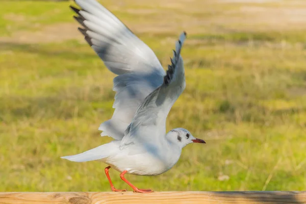 Little Gull Hydrocoloeus Minutus Starting Fly — Stock Photo, Image