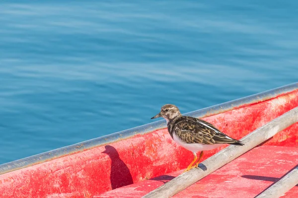 Pássaro Turnstone Arenaria Interpes Empoleirado Barco Vermelho Com Fundo Mar — Fotografia de Stock