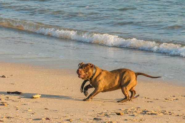 Perro Jugando Playa Atardecer — Foto de Stock