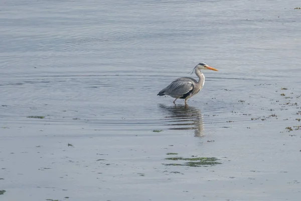 Ardea Cinerea Grey Heron Περπατώντας Στην Παραλία Φως Της Ημέρας — Φωτογραφία Αρχείου