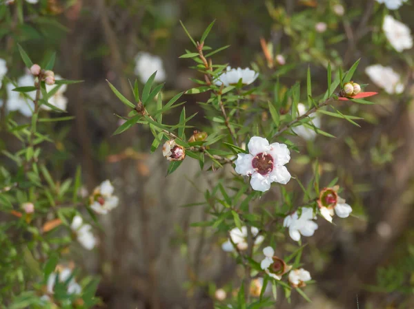 Beyaz Çiçekli Çay Ağacı Doğal Gün Işığı Leptospermum Scoparium Manuka — Stok fotoğraf