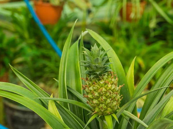 Plant Bromelia Pineapple Ananus Comosus Champaca Fruit Growing Indoor — Stock Photo, Image