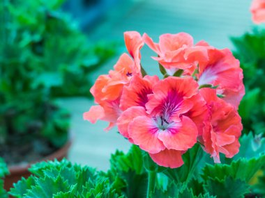 sardunya pelargonyumu ve içinde çiçekler var.