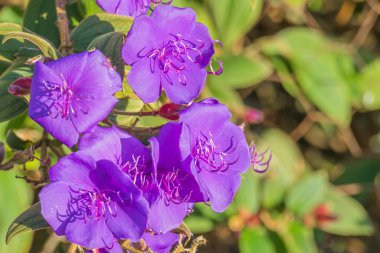 Çiçekli Tibouchina semicandra bitkisi. Güneş ışığı açık hava manzaralı.