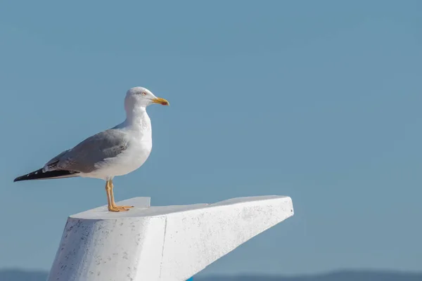 Seagull Perched Boat Looks Horizon Sinlight Face — Stock Photo, Image